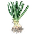 Fresh spring green onion bunch isolated, watercolor illustration on white Royalty Free Stock Photo