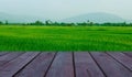 Fresh spring green rice field with wood floor Royalty Free Stock Photo