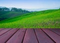 Fresh spring green rice field with wood floor Royalty Free Stock Photo