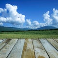 Fresh spring green rice field with wood floor Royalty Free Stock Photo