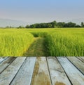 Fresh spring green rice field with wood floor Royalty Free Stock Photo