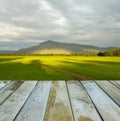 Fresh spring green rice field with wood floor Royalty Free Stock Photo