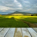 Fresh spring green rice field with wood floor Royalty Free Stock Photo