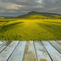 Fresh spring green rice field with wood floor Royalty Free Stock Photo