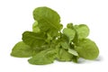 Fresh Spring greens Royalty Free Stock Photo