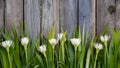 Fresh spring greens and white flowers over wooden fence background Royalty Free Stock Photo