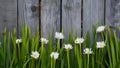 Fresh spring greens and white flowers over wooden fence background Royalty Free Stock Photo