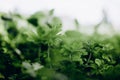 Fresh spring herb green parsley grows garden Royalty Free Stock Photo