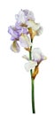 Spring irises. Flowers. Nature. Isolated on white background wit