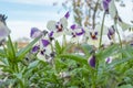 Fresh spring landscape. Pansies in the autumn garden. The flowers fade. Pansy flowers. Tricolor Viola Closeup. Flower bed with