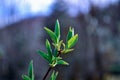 Fresh spring leaves on a branch outdoors Royalty Free Stock Photo