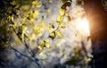 Fresh spring leaves on the branches of a birch tree in the rays of the setting sun