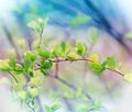 Fresh spring leaves Royalty Free Stock Photo