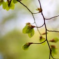 Fresh Spring leaves of a common beech Fagus sylvatica