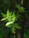 Fresh spring leaves of Common Hoptree, also known as Wafer Ash or Stinking Ash, latin name Ptelea Trifoliata Royalty Free Stock Photo