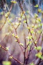 Fresh spring leaves Royalty Free Stock Photo