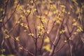 Fresh spring leaves Royalty Free Stock Photo