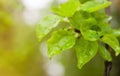 Fresh spring leaves with rain drops in sun flare. Defocused Royalty Free Stock Photo