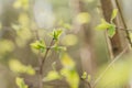 fresh spring leaves on a tree in the fores