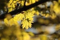 fresh spring maple leaves in the forest at sunset close up of a lush springtime foliage on a tree twig in the woods backlit by the Royalty Free Stock Photo