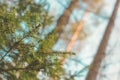 Fresh spring morning colors yellow brown blue needle tree fir branch in a sunny sunset forest park blurry background Royalty Free Stock Photo