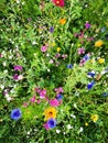 fresh spring naturals flowers