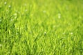 Young green grass in sunlight, selective focus Royalty Free Stock Photo