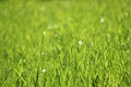 Young green grass in sunlight, selective focus Royalty Free Stock Photo