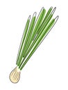 Fresh spring onion with black line isolated on white background. Hand drawn vector doodle flat cartoon illustration in childish