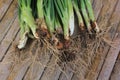 Fresh spring onion and roots soiled collected from the organic garden on the bamboo table. Royalty Free Stock Photo