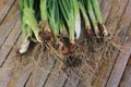 Fresh spring onion and roots soiled collected from the organic garden on the bamboo table. Royalty Free Stock Photo