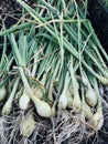 Fresh spring onions close up Royalty Free Stock Photo