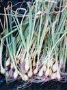 Fresh spring onions close up Royalty Free Stock Photo