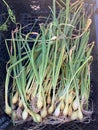Fresh spring onions Royalty Free Stock Photo
