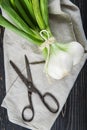 Fresh spring onions and old scissors Royalty Free Stock Photo