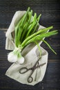 Fresh spring onions and old scissors Royalty Free Stock Photo