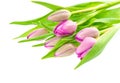 Fresh spring pink tulip flowers with water drops Royalty Free Stock Photo