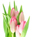 Fresh spring pink tulip flowers with water drops Royalty Free Stock Photo