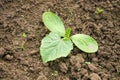 Fresh spring pumpkin sprout on garden soil Royalty Free Stock Photo