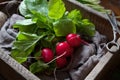 Fresh spring radish roots bunch natural vegetables in rustic style