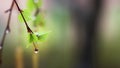 Fresh spring rain and raindrops falling on the buds of green leaves on a warm spring day Royalty Free Stock Photo