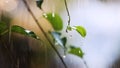 Fresh spring rain and raindrops falling on the buds of green leaves on a warm spring day Royalty Free Stock Photo