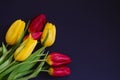 Fresh spring red and yellow tulip bouquet flowers closeup macro in the lower left corner on black background top view w Royalty Free Stock Photo