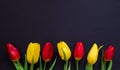 Fresh spring red and yellow tulip flowers closeup macro on black background top view