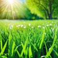 fresh spring sunny garden background of green grass and blurred natural