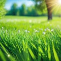 fresh spring sunny garden background of green grass and blurred natural