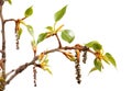 Fresh spring tree branch with leaves isolated on Royalty Free Stock Photo