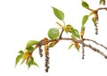 Fresh spring tree branch with leaves isolated on Royalty Free Stock Photo