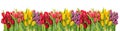 Fresh Spring Tulip Flowers. Colorful Floral Border. Holidays
