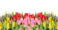 Fresh spring tulip flowers with water drops Royalty Free Stock Photo